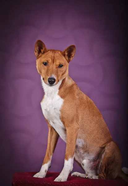 Cão basenji africano — Fotografia de Stock