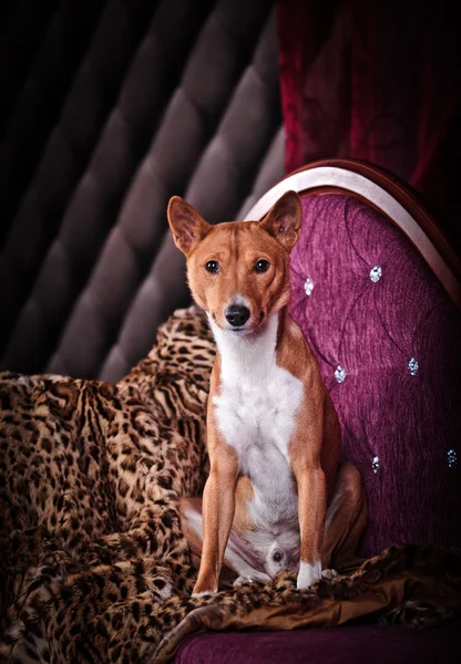 African basenji dog — Stock Photo, Image