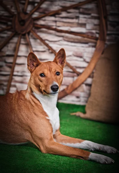 African basenji dog — Stock Photo, Image