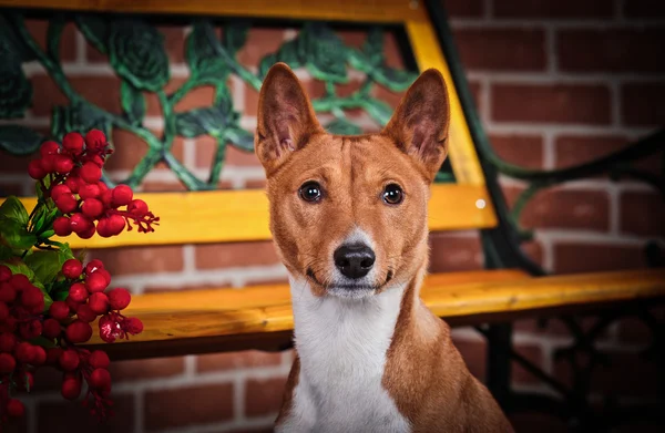 Afrikkalainen basenji-koira — kuvapankkivalokuva