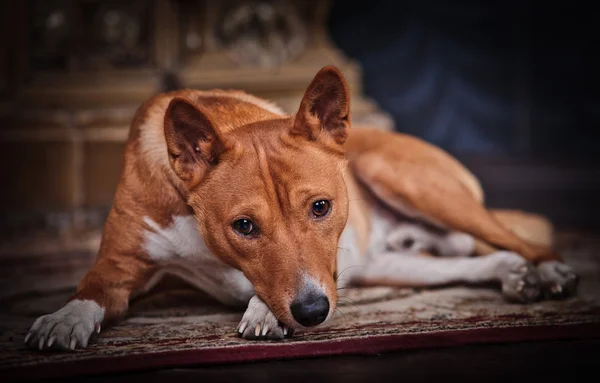 Afrikkalainen basenji-koira — kuvapankkivalokuva