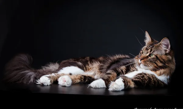 Maine Coon Kitten — Stockfoto