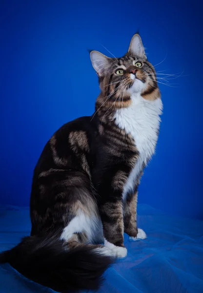 Maine coon gatito — Foto de Stock