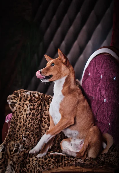 Cane basenji africano — Foto Stock