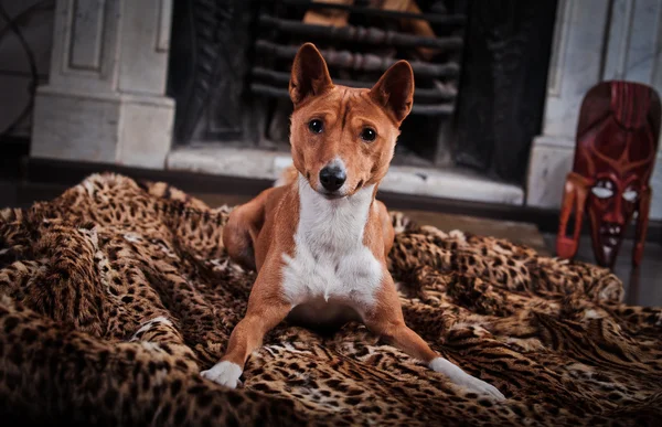 Afrikanischer Basenji-Hund — Stockfoto