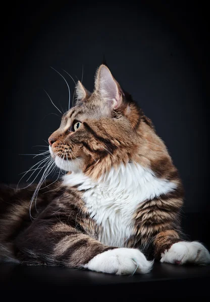 Kociak maine coon — Zdjęcie stockowe