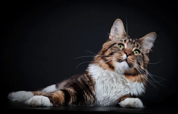 Maine Coon Kitten — Stock fotografie