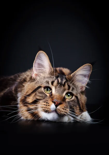 Maine Coon Kitten — Stockfoto