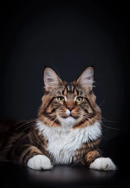 Maine coon gatito — Foto de Stock