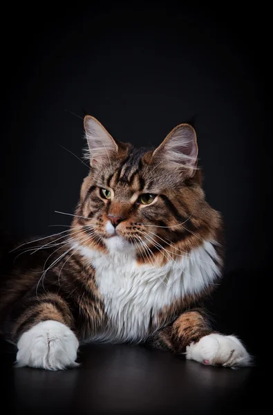 Kociak maine coon — Zdjęcie stockowe