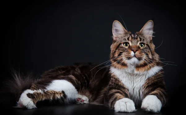 Kociak maine coon — Zdjęcie stockowe