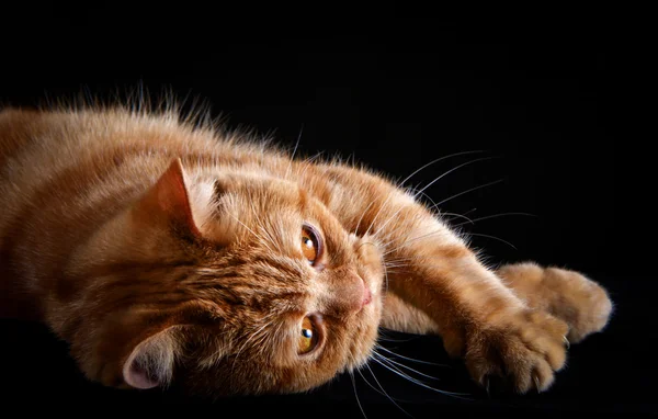 Kırmızı tekir kedi, portre, siyah bir arka plan — Stok fotoğraf