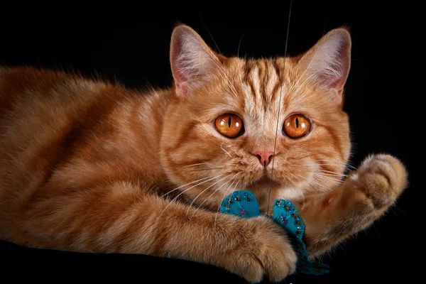 Red tabby cat, portrait, on a black background — Stock Photo, Image