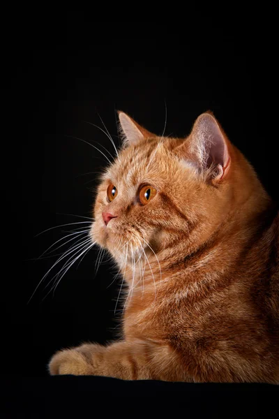 Red tabby cat, portrait, on a black background — Stock Photo, Image