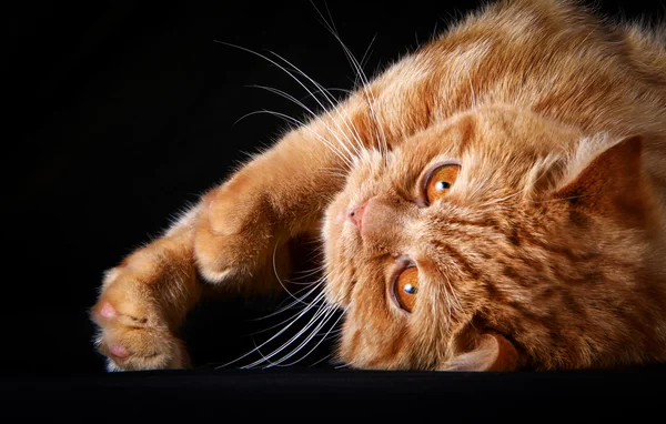 Kırmızı tekir kedi, portre, siyah bir arka plan — Stok fotoğraf