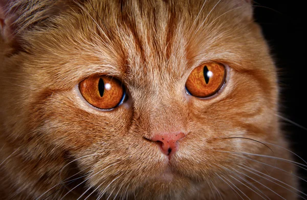 Gato tabby rojo, retrato, sobre fondo negro —  Fotos de Stock