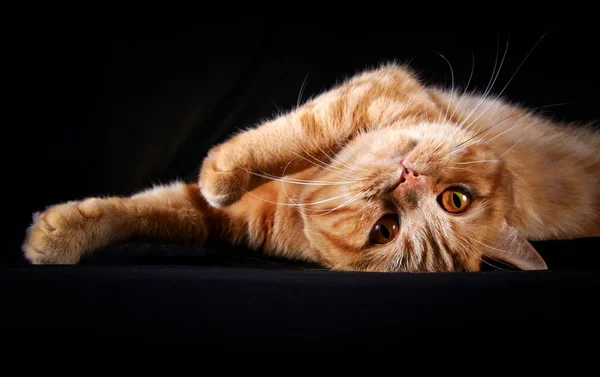 Red tabby cat, portrait, on a black background — Stock Photo, Image