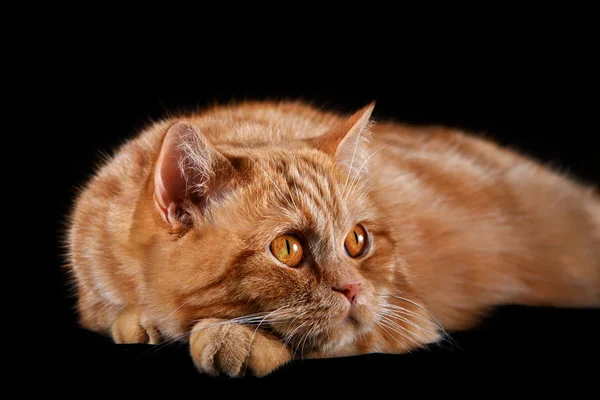 Red tabby cat, portrait, on a black background — Stock Photo, Image