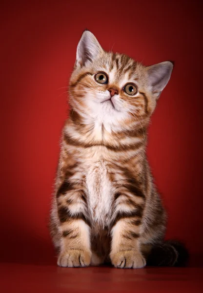 スコティッシュ子猫 — ストック写真