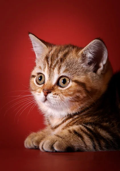 Scottish kittens — Stock Photo, Image