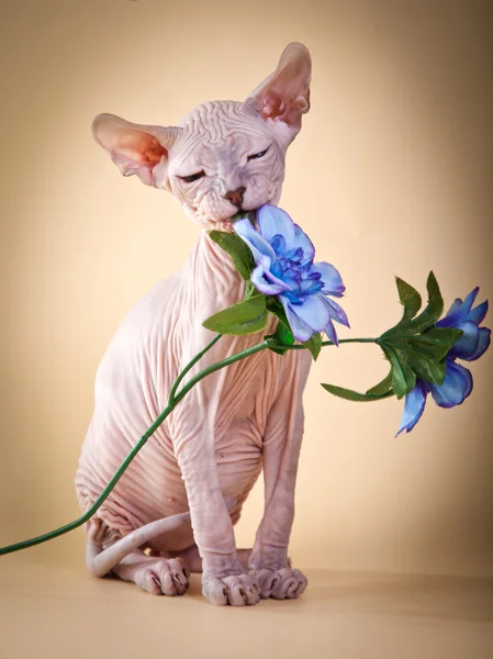 Sphynx kitten — Stock Photo, Image