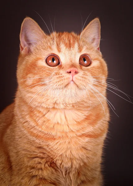 Red tabby cat, portrait, on a black background — Stock Photo, Image