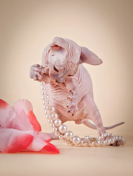 Sphynx kitten — Stock Photo, Image