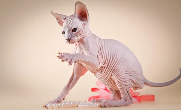 Pisoi Sphynx — Fotografie, imagine de stoc