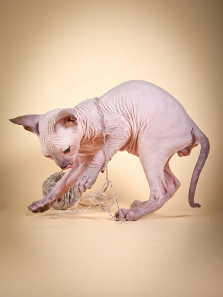 Sphynx 고양이 — 스톡 사진