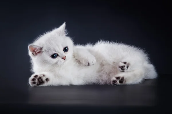 Scottish kittens — Stock Photo, Image