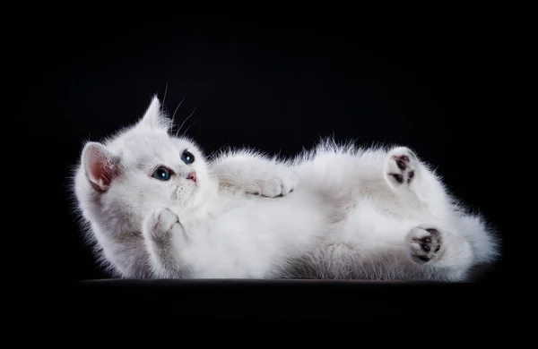 Scottish kittens — Stock Photo, Image