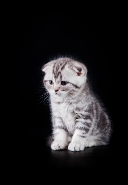 スコティッシュ子猫 — ストック写真
