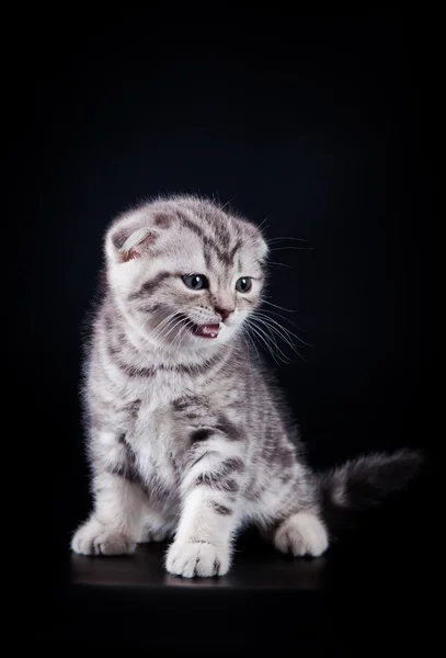 Schotse kittens — Stockfoto