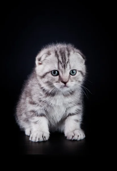 Gatitos escoceses — Foto de Stock