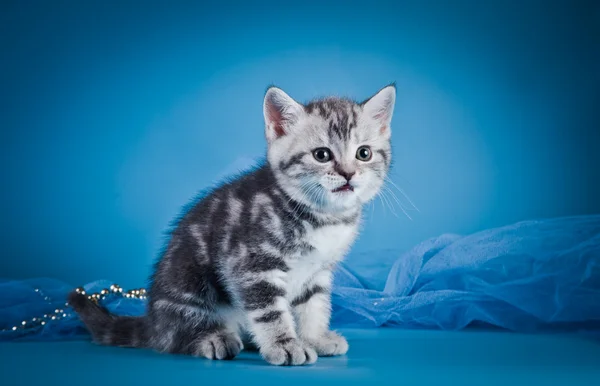 İskoç yavru kedi — Stok fotoğraf