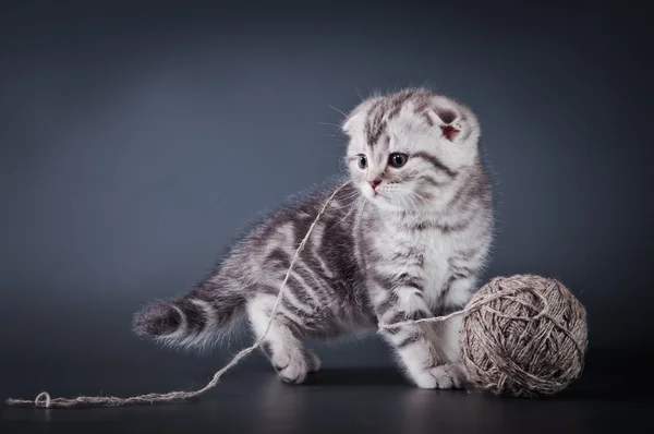 Gatinho britânico gato em um fundo colorido — Fotografia de Stock