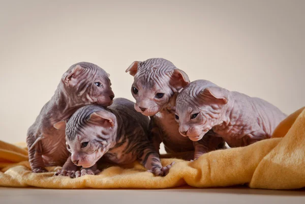 Sphynx kitten — Stock Photo, Image