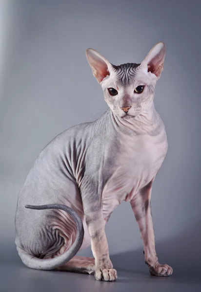 Kotě Sphynx — Stock fotografie