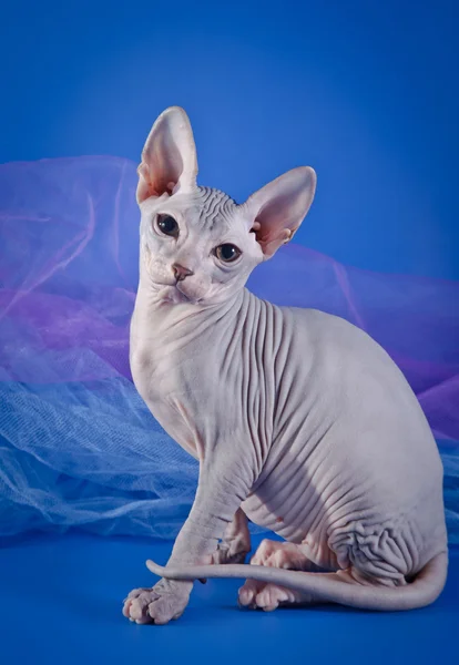 Kotě Sphynx — Stock fotografie