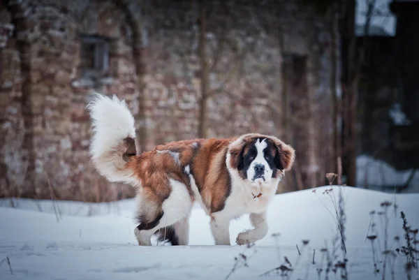 Saint Bernard pes na barvu pozadí — Stock fotografie