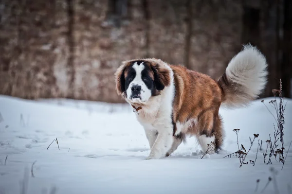 Saint Bernard pies na tle kolor — Zdjęcie stockowe