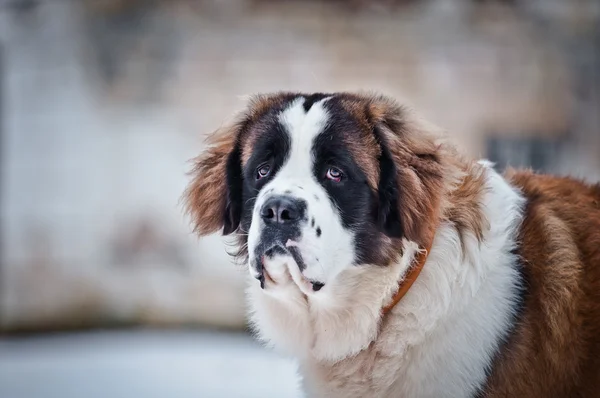 Saint Bernard σκύλος σε φόντο χρώμα — Φωτογραφία Αρχείου