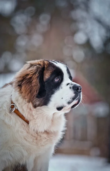 Saint Bernard hund på en farve baggrund - Stock-foto