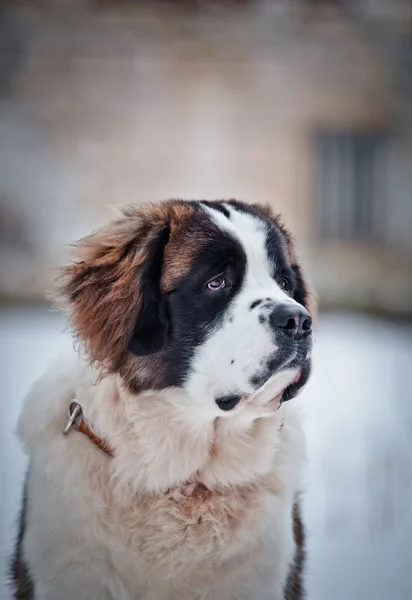 Saint Bernard hund på en farve baggrund - Stock-foto