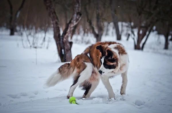 Saint Bernard dog walks in the park, winter — Stock Photo, Image