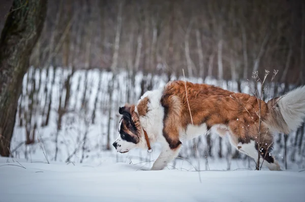 Saint Bernard dog walks in the park, winter — Stock Photo, Image