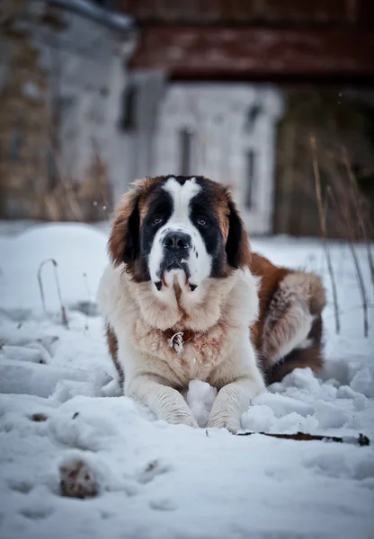 Saint Bernard pies spacery w parku, zima — Zdjęcie stockowe