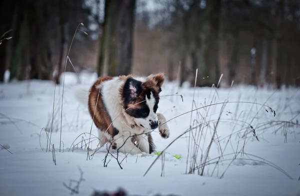 Cão São Bernardo caminha no parque, inverno — Fotografia de Stock