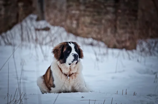 Saint Bernard pies spacery w parku, zima — Zdjęcie stockowe