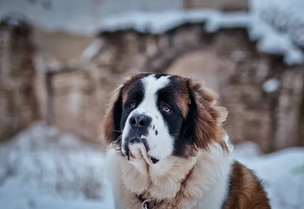 Saint Bernard pies spacery w parku, zima — Zdjęcie stockowe